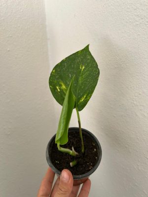 Pothos Sarmaşık Çiçek Yavru