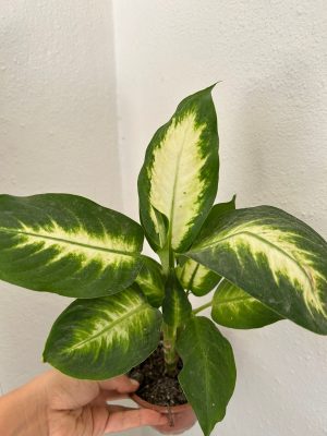 Difenbahya Camilla (Ağlayan Çiçek)