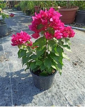 BODUR BEGONVİL FİDANI