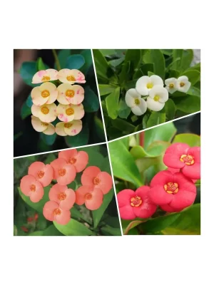 DİKENLERİN TACI ÇİÇEĞİ (EUPHORBİA MİLLİ)