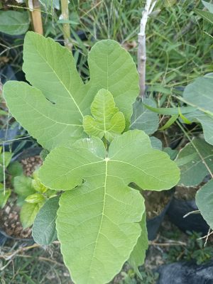 İNCİR FİDANI 1 YAŞ