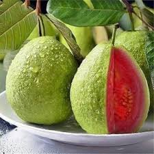 GUAVA FİDANI