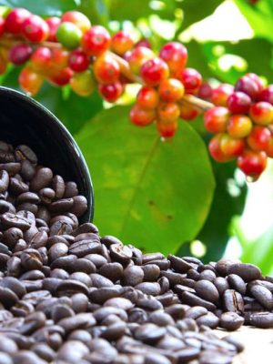 KAHVE FİDANI (ARABİCA COFFE)