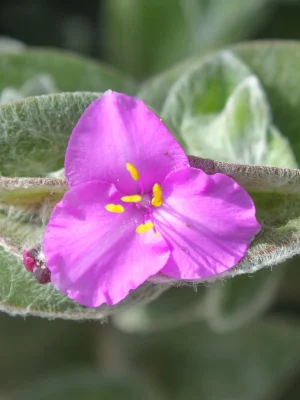 TÜYLÜ TELGRAF ÇİÇEĞİ