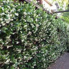 SARMAŞIK YASEMİN ÇİÇEĞİ (YAVRU)