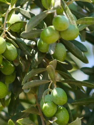 ZEYTİN FİDANI 2 YAŞ