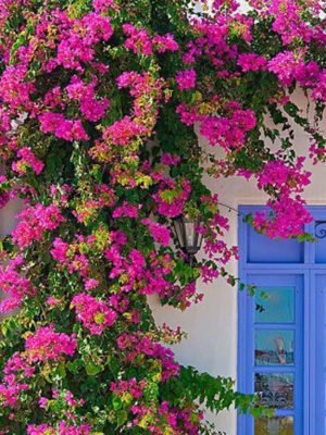 PEMBE SARMAŞIK BEGONVİL ÇİÇEĞİ