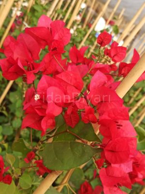 SARMAŞIK KIRMIZI BEGONVİL ÇİÇEK