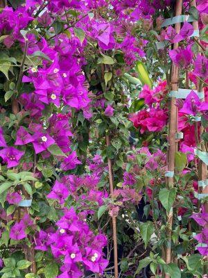 MOR SARMAŞIK BEGONVİL ÇİÇEĞİ